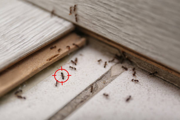 Best Best Pest Control Companies  in Olney, MD