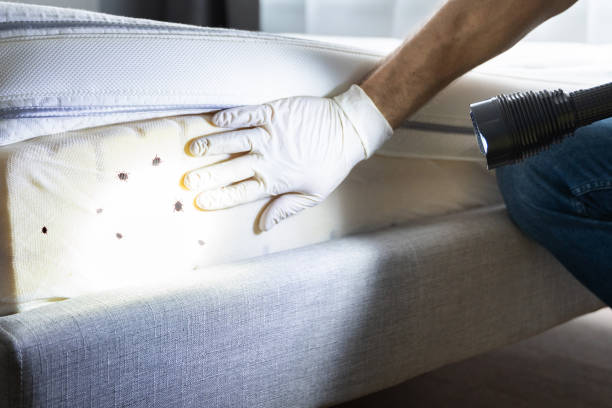 Best Rat Extermination Near Me  in Olney, MD