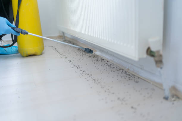 Best Termite Control Services  in Olney, MD